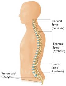 sitting-and-spine-1